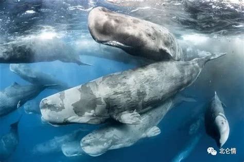 世界上最长的动物！蓝鲸不是第一，第一名可达到55米_长度