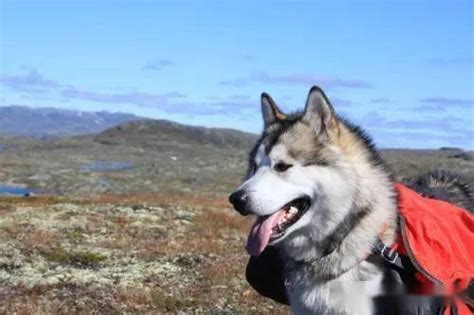 视频截图_《野性的呼唤》新片段曝光 巴克的雪橇犬生涯_3DM单机
