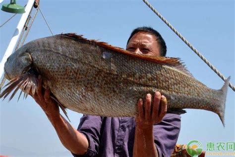 渔民捕获价值200万超大米鱼群 现场图片曝光-闽南网