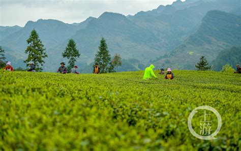 2019年新茶春茶绿茶散装批发500g 高山云雾茶叶 低价日照生产厂家-阿里巴巴