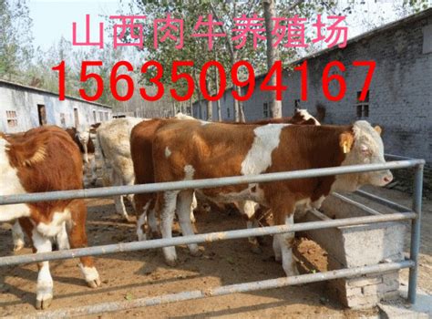 肉牛养殖场 山西省忻州市-食品商务网