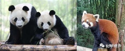 常识普及|教你区分大熊猫、小熊猫和小浣熊 | 宠物天空