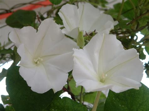 月光花图片