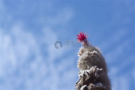 春天干燥用刺青的叶子和粉红色黄多彩花朵刺的叶子来闪亮仙人掌细节高清图片下载-正版图片307820264-摄图网
