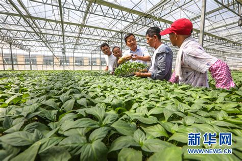 中国四大蔬菜种植基地有哪四个，成为蔬菜种植基地有哪些条件？_蔬东坡资讯