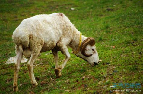 中国十大名羊品种排行，和田羊摘得桂冠(2)_巴拉排行榜