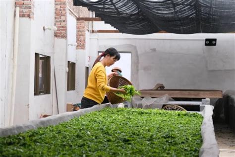 贵州金沙：推行返包管护经营模式 探索茶产业发展新路径_茶园_茶叶_资金