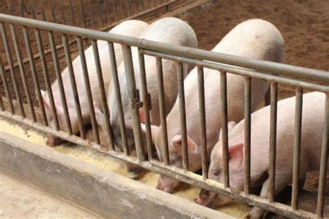 猪的日常管理 - 猪繁育管理/养猪技术 - 中国养猪网-中国养猪行业 ...