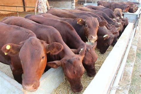 云南省丽江市哪里有鲁西黄牛肉牛养殖场_西门塔尔_AAAAA级大钱牛羊驴养殖场