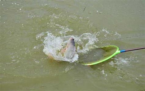 钓罗非鱼的最佳季节和时间 - 钓技 - 酷钓鱼