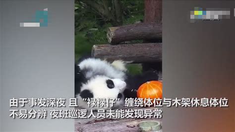城事 _ “性感国宝、在线叉腰”，上海野生动物园这只大熊猫火了