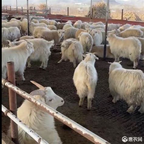 [山羊批发]活羊价格1000元/只 - 惠农网