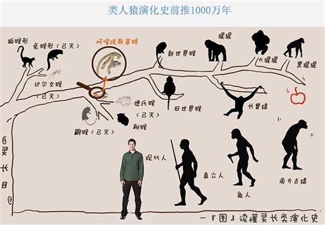 遗传学已将猩猩科与人科合并，黑猩猩属于人族！_人类