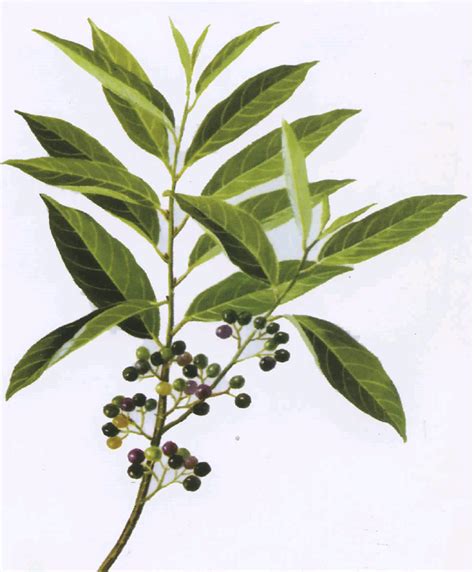 山苍子图片