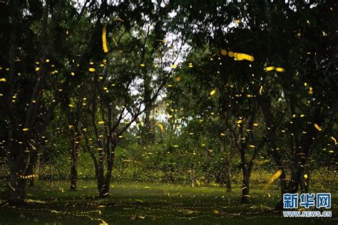 中国科学院西双版纳热带植物园，萤火虫进入观赏期 - 关注森林