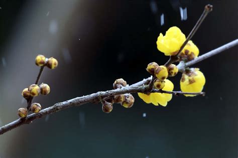 腊梅的花语和寓意（关于腊梅的花语意义和象征风水）-养花技巧-江苏长景园林