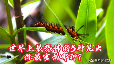 最恶心的虫子，中国十大恐怖虫子排名第一名