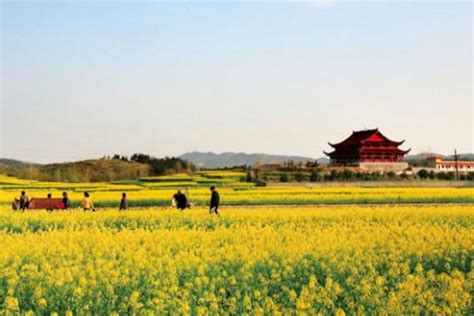 年度中国最美14处油菜花来了！从2月美到8月，有你的家乡吗？_凤凰网