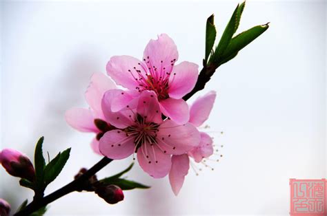 春天白色桃花盛开jpg图片免费下载_编号19lhw3pp1_图精灵