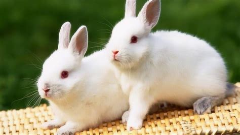 两只小白兔动画片,小白兔动画片,小白兔动画片大全_大山谷图库