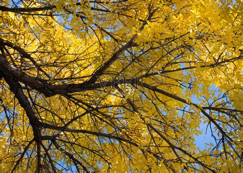 榆树与秋天的叶子从下面照片摄影图片_ID:316747262-Veer图库