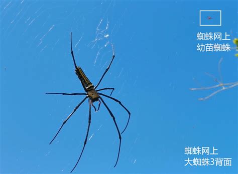 科学网—蜘蛛网上的极大蜘蛛与幼苗蜘蛛 - 岳中琦的博文