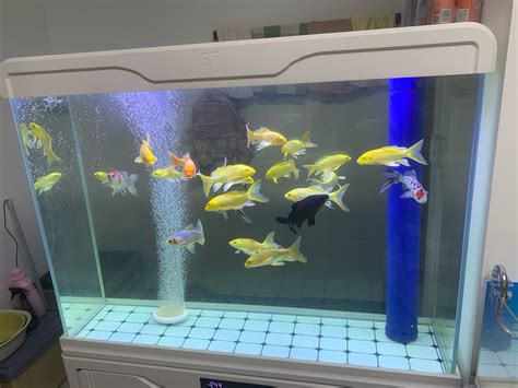 二手海鲜鱼缸转让信息大全，重庆二手海鲜鱼缸转让 - 观赏鱼 - 广州观赏鱼批发市场