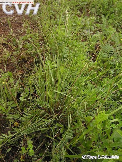 早熟禾草籽多少钱,如何种植呢-花卉百科-绿宝园林网