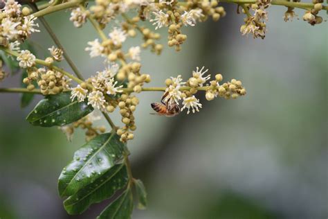 龙眼花图片
