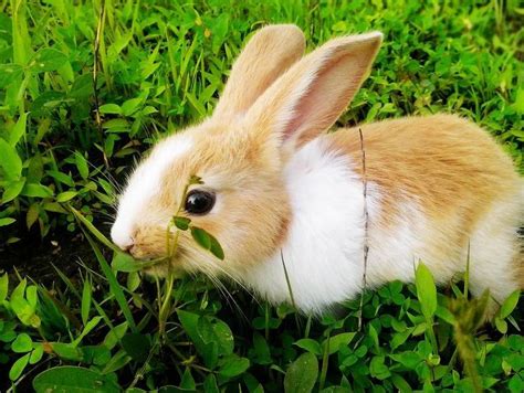 幼兔看耳朵怎么分公母 幼兔看耳朵如何分公母_知秀网