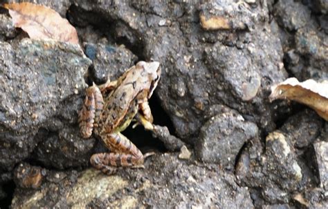 日月峡动物--东北林蛙1 - 自然之声