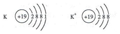 分析钾原子、钾离子的结构示意图，下列说法正确的是A.两者质子数不同