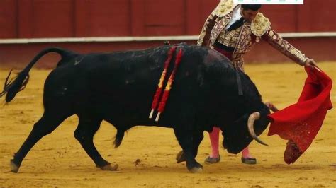 西班牙斗牛士正在嘚瑟时被公牛当场刺死