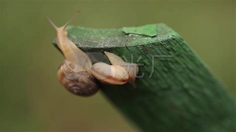 两只蜗牛在接吻图片-两只相对的蜗牛素材-高清图片-摄影照片-寻图免费打包下载
