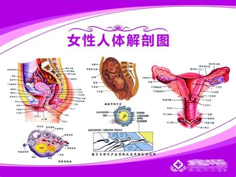男性生殖器官结构模型 - 高级人体解剖医学模型 - 医学教学训练模型-泽雅科教