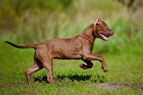 斯塔福犬——世界级烈性猛犬，恶霸犬和比特犬的基因来源|斯坦福|斯塔福|比特犬_新浪新闻