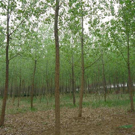 白杨树多少钱一棵?2020年白杨树价格最新价格-花木行情-中国花木网