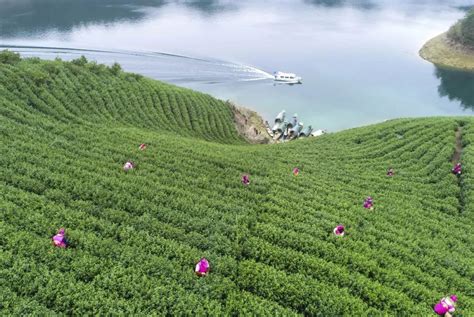 千岛湖茶·里商 - 千岛湖新闻网