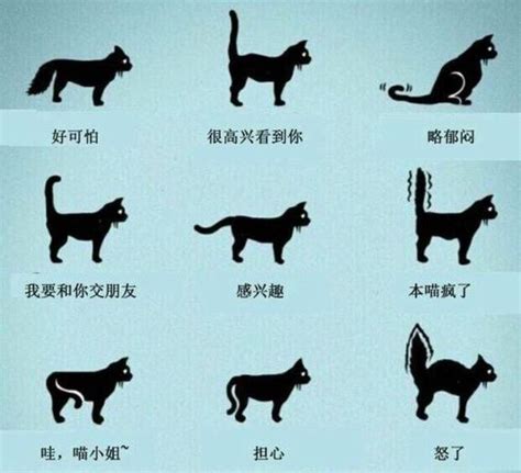 猫咪尾巴有哪些状态？分别代表什么心情