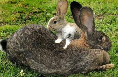 世上最大的兔子在哪里能长多少斤，英国的大流士最大(被盗失踪) — 久久经验网