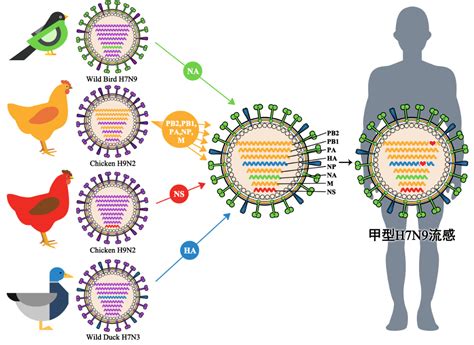 全球禽流感正流行，或成新的大流行毒株来源！|禽流感|毒株|禽流感病毒_新浪新闻