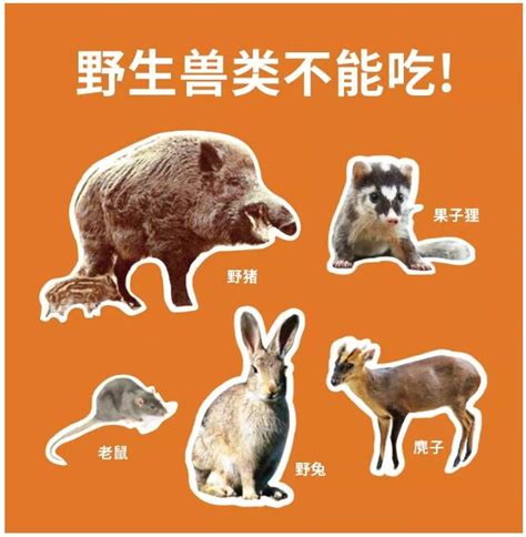 拒绝食用野生动物 公益海报|平面|海报|小马宝莉m - 原创作品 - 站酷 (ZCOOL)