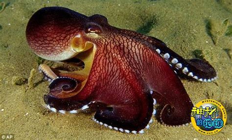 章鱼的非凡绝技 - 神秘的地球 科学|自然|地理|探索