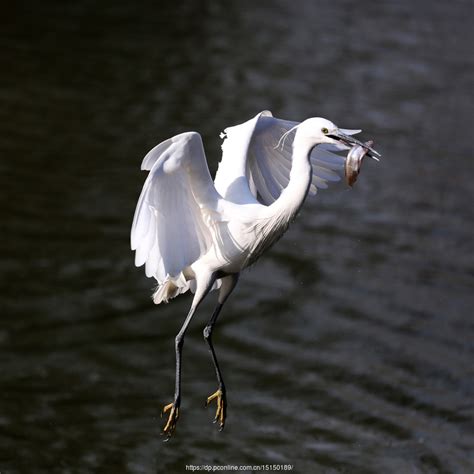 白鹭白天一只白鹭湖边飞翔摄影图配图高清摄影大图-千库网