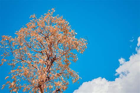 描写秋天天空的唯美句子，透过枫叶看那蓝蓝的天空 - 知乎