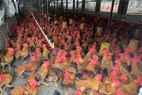 笼子里的母鸡家禽吃饲料村里的养鸡场鸡蛋高清图片下载-正版图片506232268-摄图网
