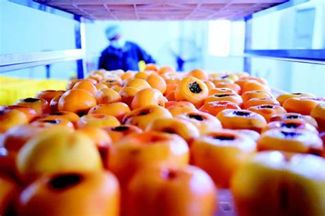 产量约10万吨产值达数亿元 恭城柿饼步入供销两旺的“快车道”-桂林生活网新闻中心