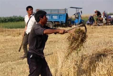 忙着收麦的农民高清图片下载-正版图片500695907-摄图网