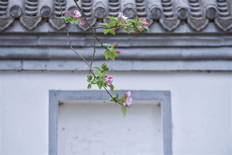 花间词 | 海棠：海棠四月始盛开，身姿潇洒锦云来 ！__凤凰网