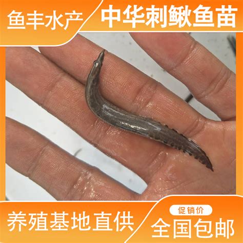 钢鳅鱼图片